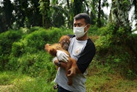Man holding orangutan in palm oil plantation