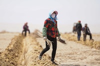 Local farmer plants Saxaul trees near the Yangguan protected area in Dunhuang, Gansu Province, China. The trees being planted are part of the "Ant Forest" initiative.